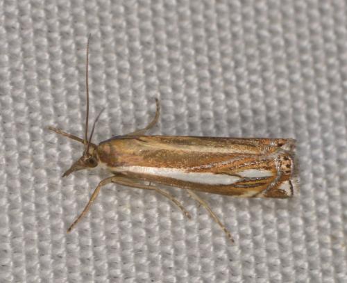Réf. 214 830 : Crambus ericella